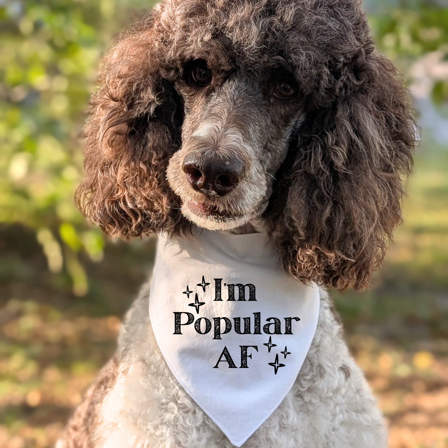 I'm Popular AF Pet Bandana | Scrunchie or Over the Collar Style Bandana Options