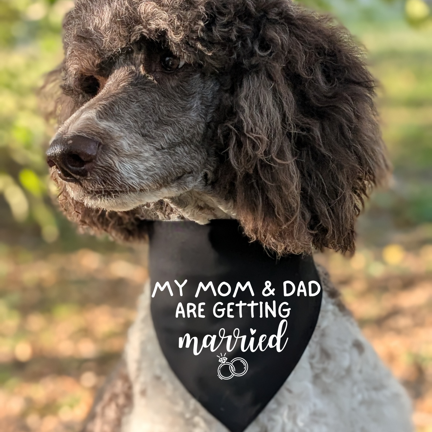 My Mom & Dad are Getting Married Pet Bandana | Scrunchie or Over the Collar Style Bandana Options